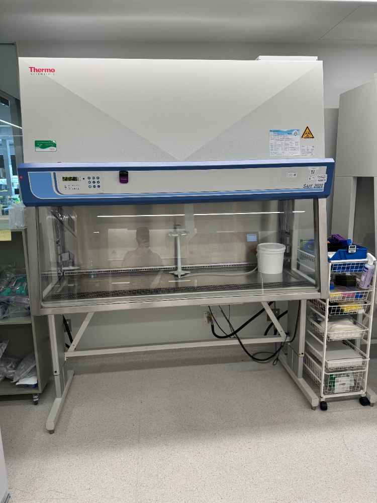 Image of Thermo Safe 2020 6' BioSafety Cabinet